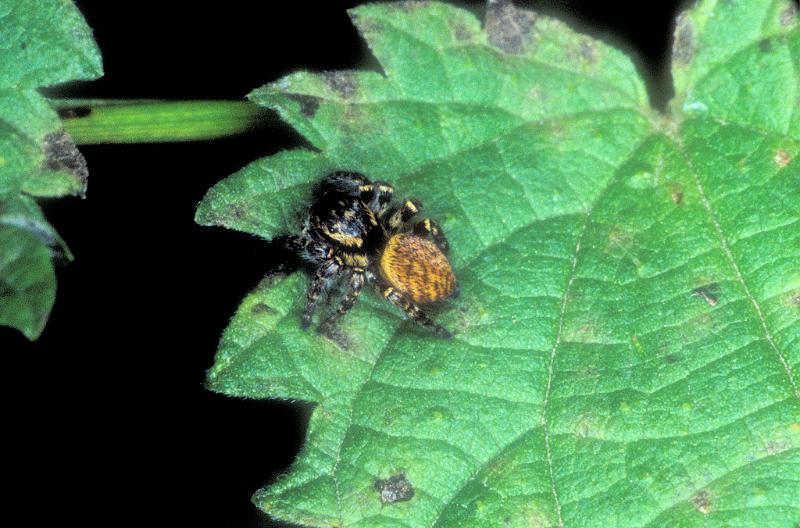 Carrhotus_xanthogramma_P1178_Z_88_Les Gris_Frankrijk.jpg